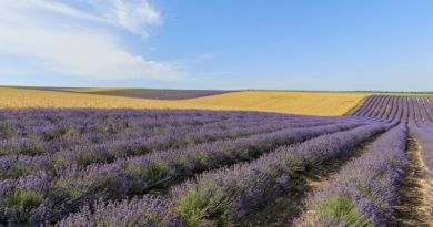 Авто-пешеходная экскурсия из Гурзуфа (фото 7)